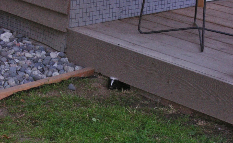 Racoons under the deck