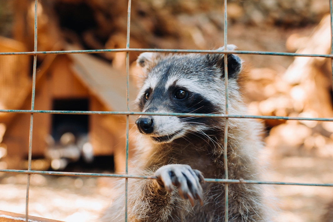 Raccoon Removal Near Me Services