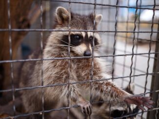 Cute little raccoon pulls its paw out of the cage.