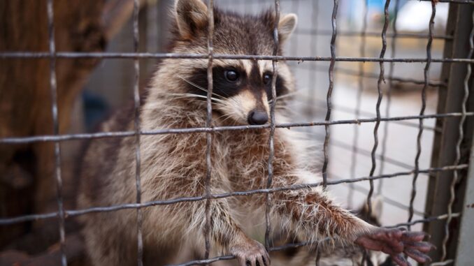 Cute little raccoon pulls its paw out of the cage.