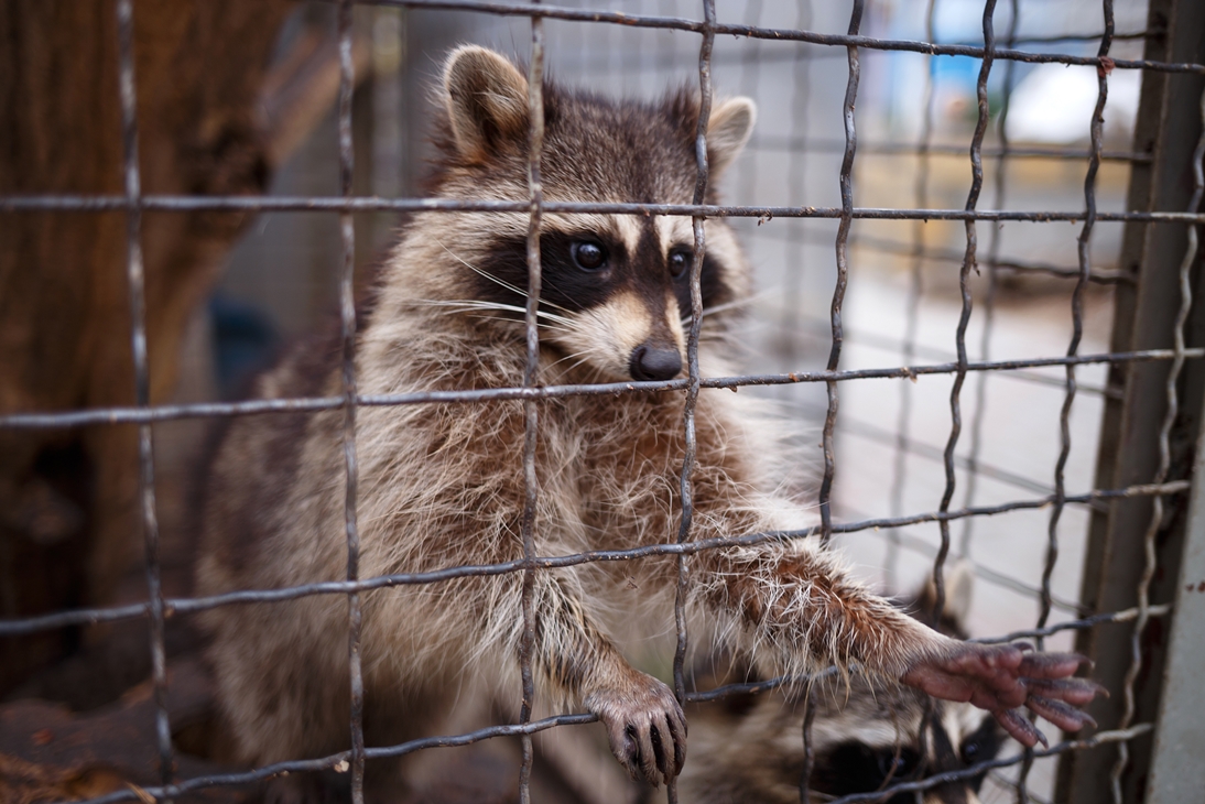Who Removes Raccoons from Attic? Raccoon Removal