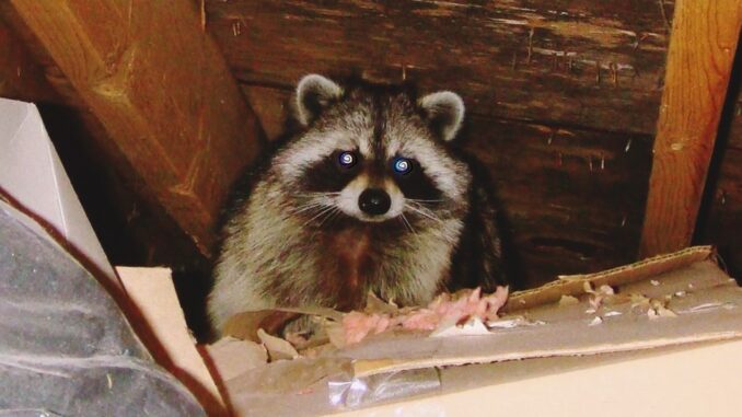 Raccoons may be cunning, but there are a few signs that one is residing in your attic without permission.