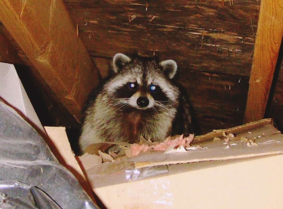 Raccoons may be cunning, but there are a few signs that one is residing in your attic without permission. 