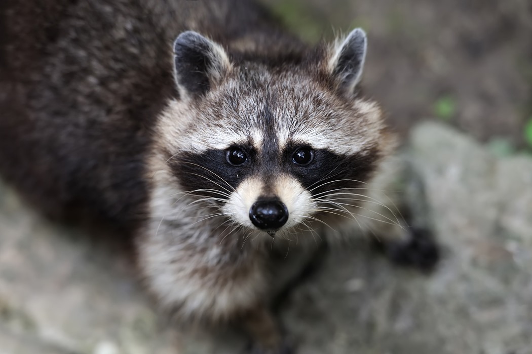 How to Remove Raccoons From Attic? - Raccoon Removal