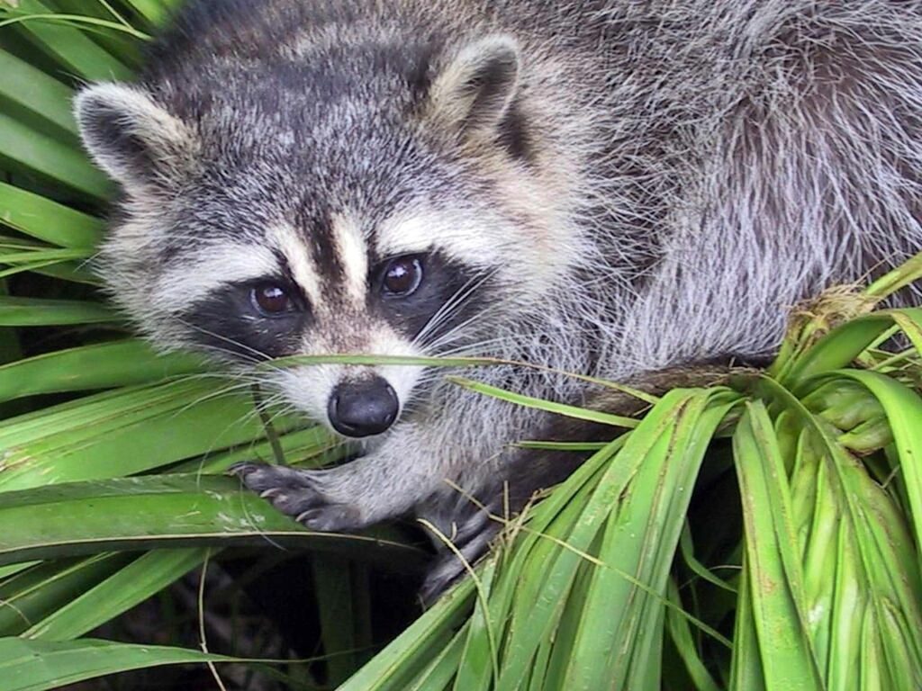 Raccoon pest control will be required if raccoons, even though they are not that dangerous, decide to hang around at your property.