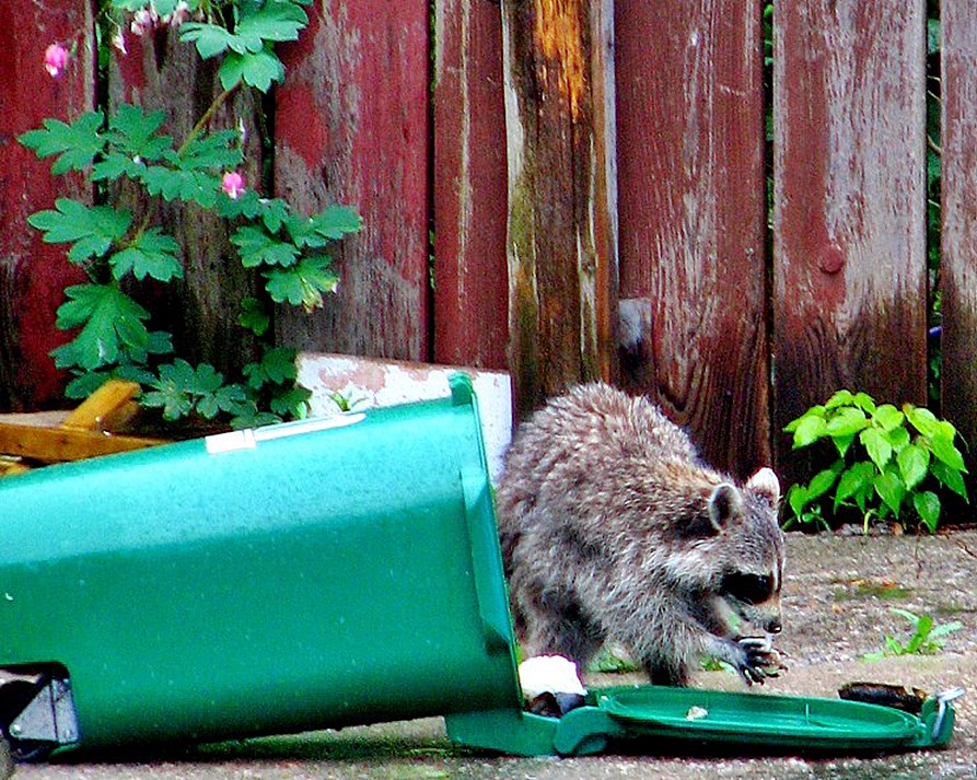 Canine distemper, which may be dangerous for dogs that haven't received vaccinations, and rabies, which can be spread to humans and other animals, are both carried by raccoons.