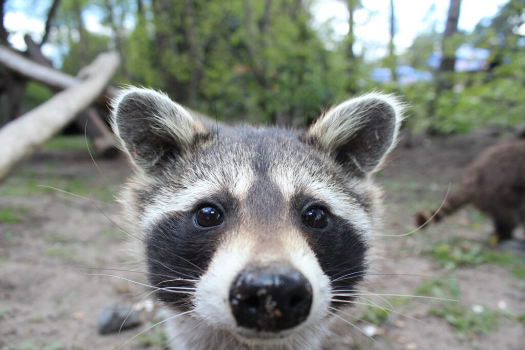 animal cute wildlife zoo fur mammal raccoon