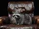 lose-up portrait of small white grey raccoon on black studio background in armchair.
