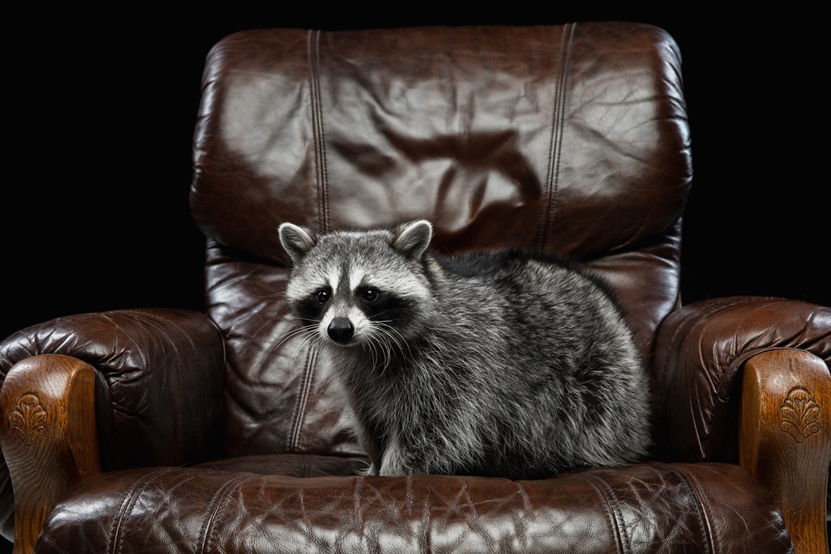 4 Tips On How To Remove Raccoons [Friendly Way] - Raccoon Removal