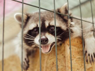 Raccoon in a cage raccoon removal