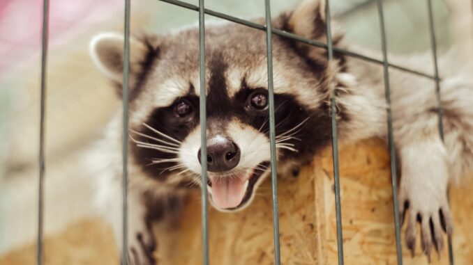 Raccoon in a cage raccoon removal