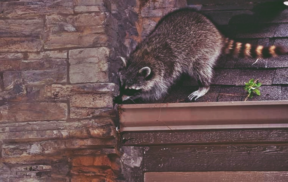Raccoons are likely to seriously harm important components of your house. The best part is raccoon in attic removal cost is affordable.