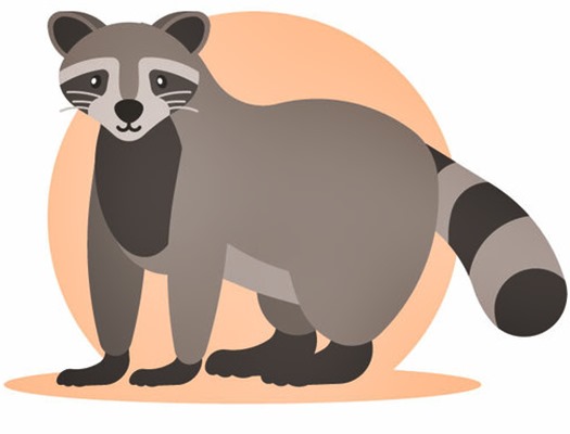 Different factors can affect raccoon removal price.
