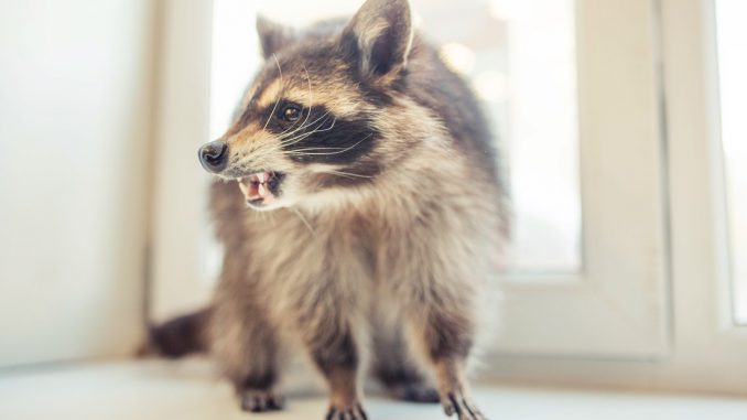 Removes Raccoons from Attic