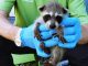 How To Catch A Raccoon And Remove It From Your Home With Gloves