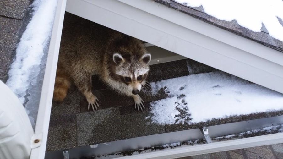 Do Racoons Hibernate? Guide to the Habits of Raccoons