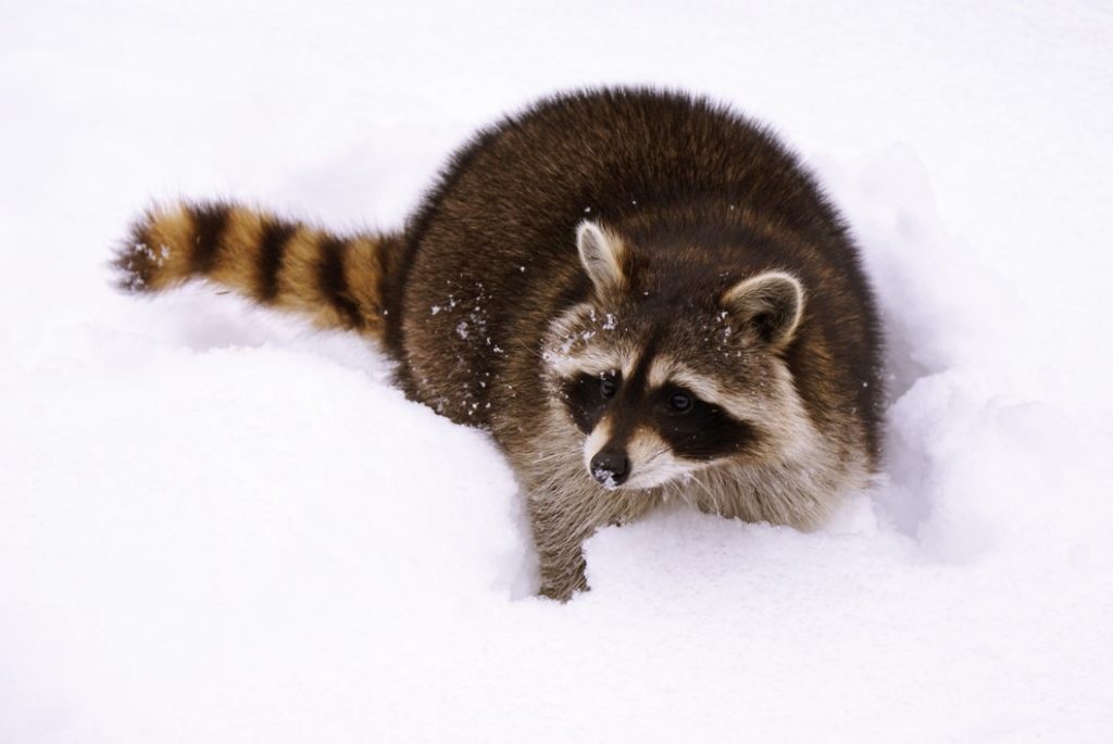 raccoons prepare for winter