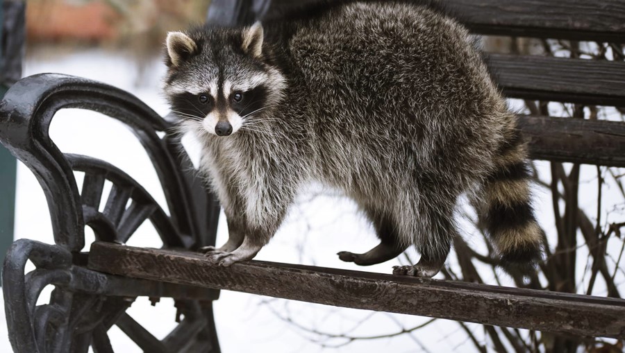 Racoon winter health issues