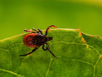 Tick Control are small arachnids that can cause serious health problems for humans and pets.