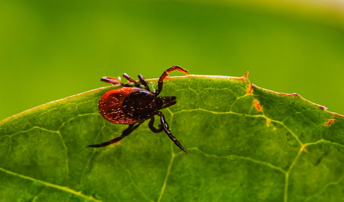 Tick Control Tips for a Safe and Healthy Home and Yard Raccoon Removal