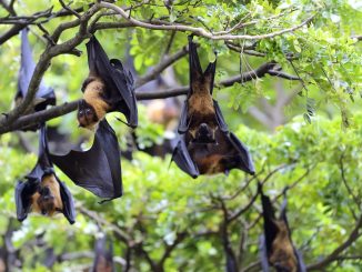 Black flying-foxes (Pteropus alecto) hanging in a tree