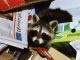 Removal Raccoon: Tips for Effective Raccoon Control