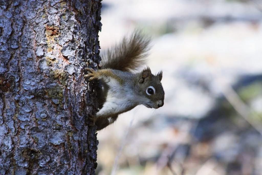 red squirrel removal forest