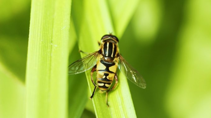 Fly removal hoverfly mimicking a wasp