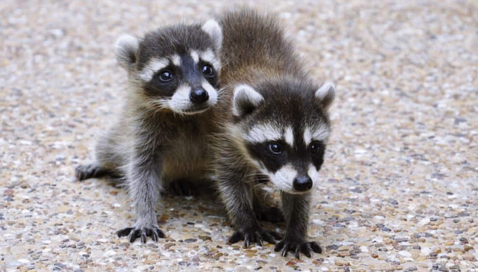How To Tell A Baby Raccoon s Age By Its Size And Behavior How To Tell A Baby Raccoon s Age By Its Size And Behavior