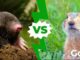 Gopher vs Mole Showdown