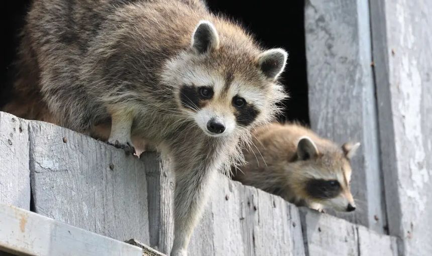 Raccoon Repellent 101 Natural Ways to Make Your Yard RaccoonFree